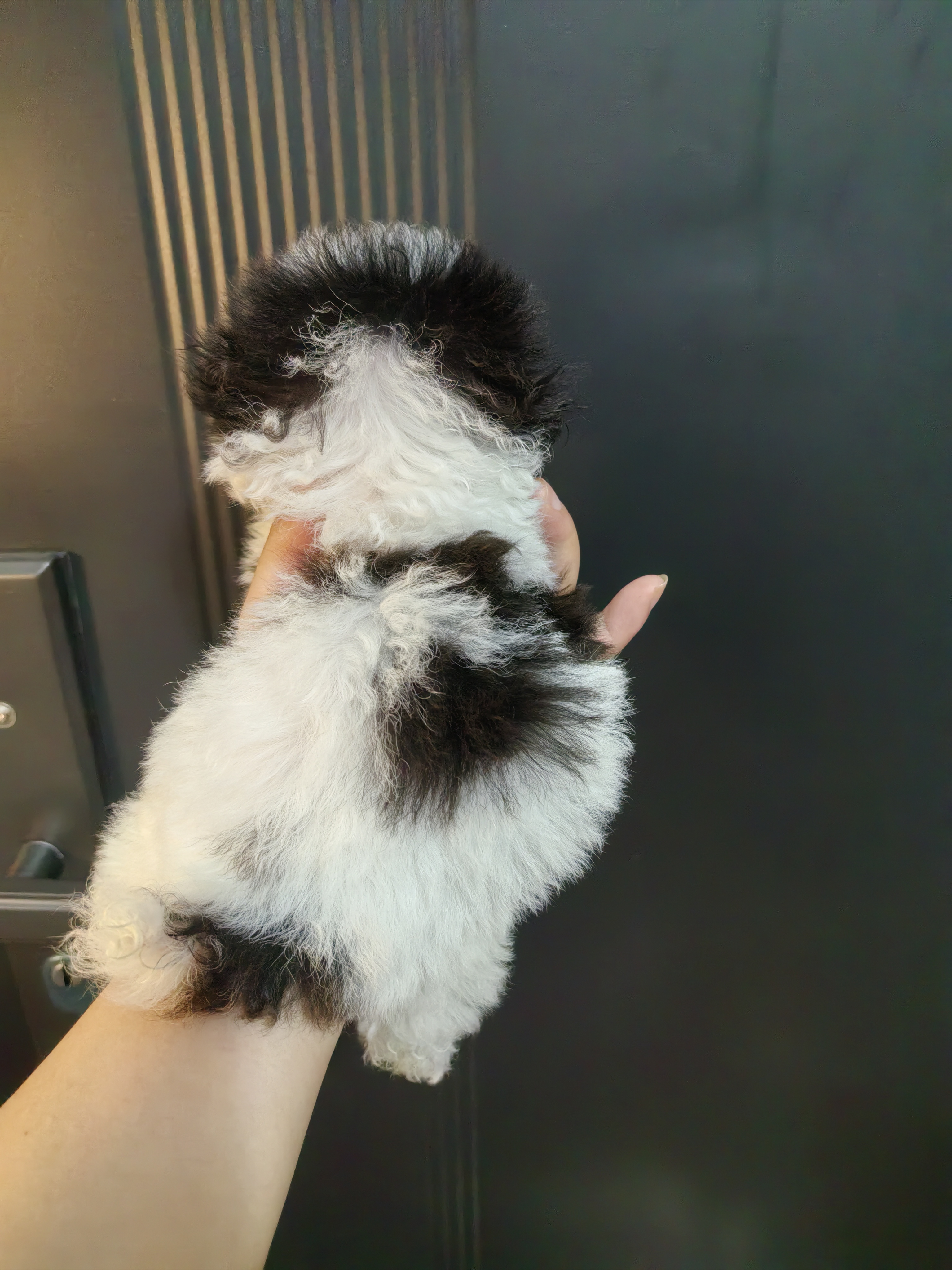超小体灰白花马尔泰